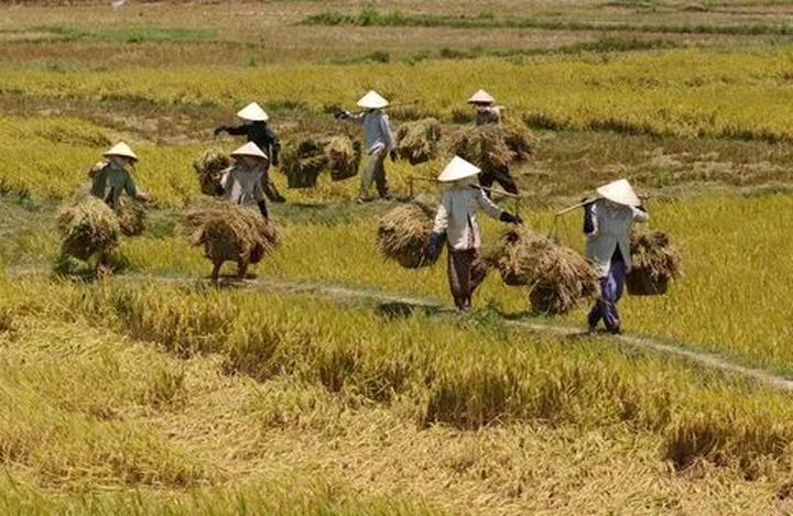 Gỗ và Video: Kết nối nghệ thuật truyền thống với công nghệ hiện đại